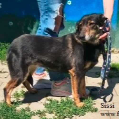 Sissi