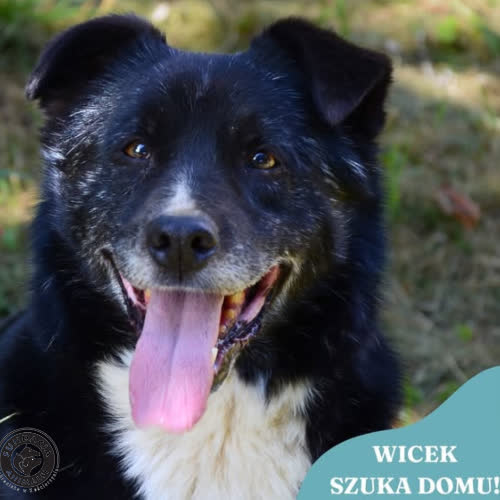 Psy ze schroniska do adopcji WICEK