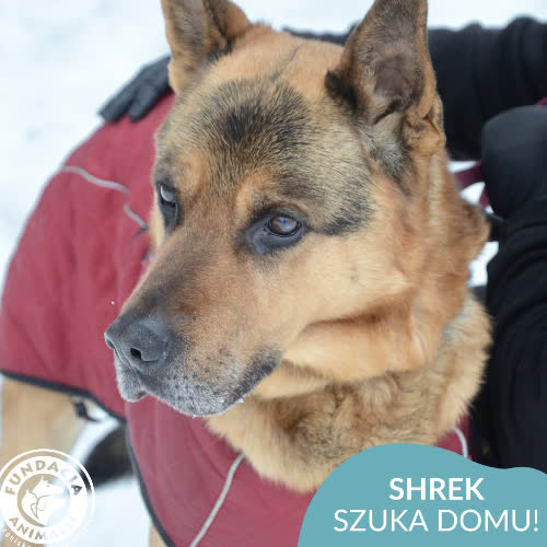 Psy ze schroniska do adopcji Shrek
