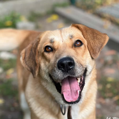 Psy ze schroniska do adopcji Amber