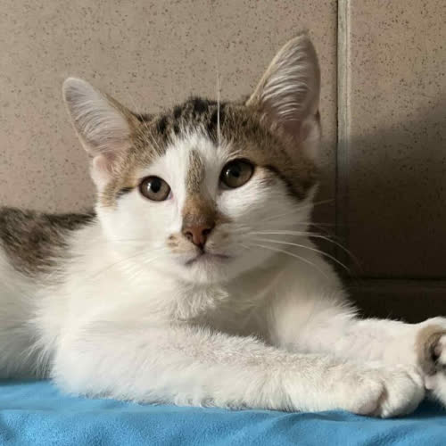 Koty ze schroniska do adopcji Lotek