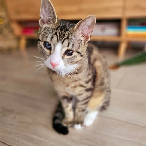 Koty ze schroniska do adopcji Lizaczek 