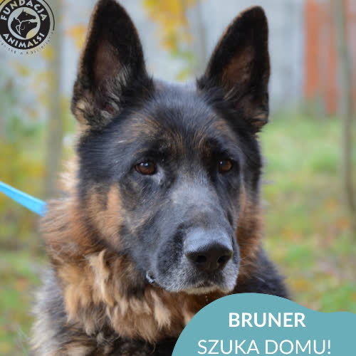 Psy ze schroniska do adopcji BRUNER