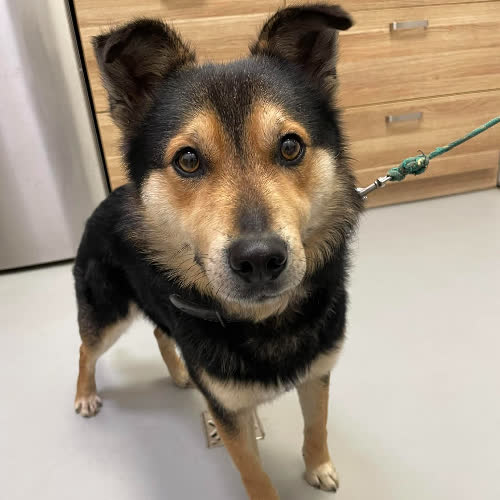 Psy ze schroniska do adopcji Heros