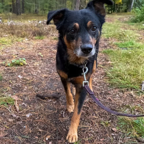 Psy ze schroniska do adopcji BENIO