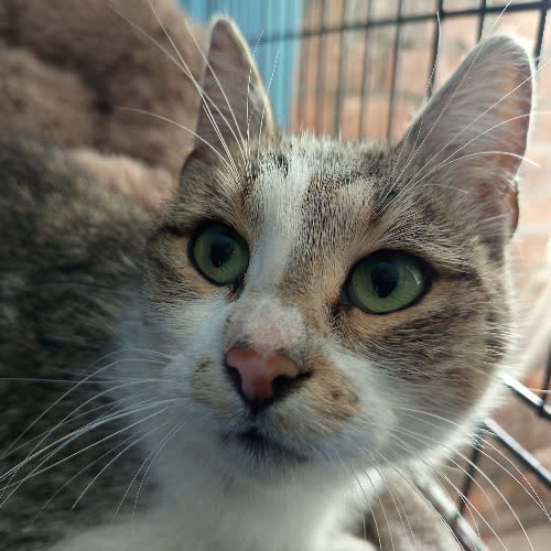 Koty ze schroniska do adopcji Zucca