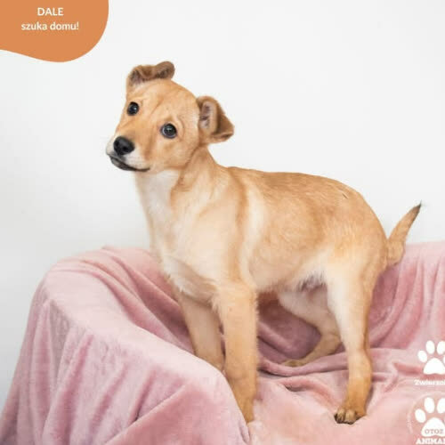 Psy ze schroniska do adopcji CHIP I DALE