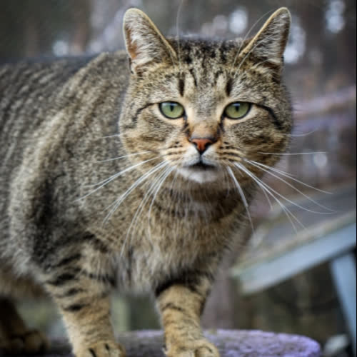 Koty ze schroniska do adopcji Jerry