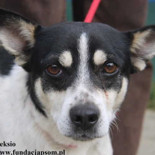 Psy ze schroniska do adopcji Reksio