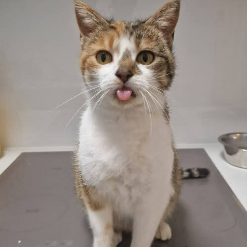 Koty ze schroniska do adopcji Chałka 