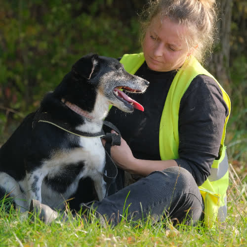Psy ze schroniska do adopcji Deko