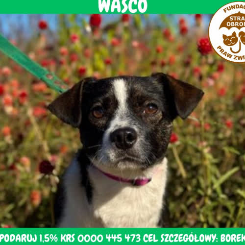 WASCO