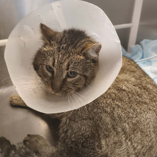 Koty ze schroniska do adopcji B24