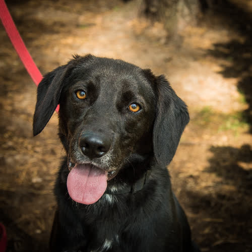 Psy ze schroniska do adopcji Sergio