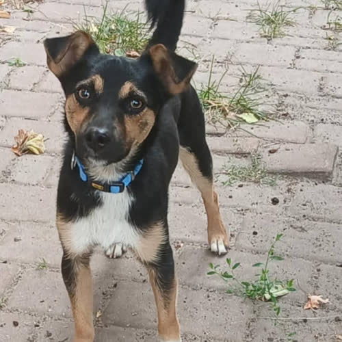 Psy ze schroniska do adopcji Marshall
