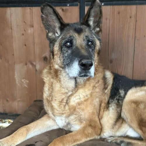 Psy ze schroniska do adopcji Hobo