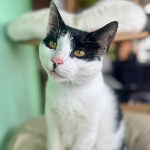 Koty ze schroniska do adopcji Antoś