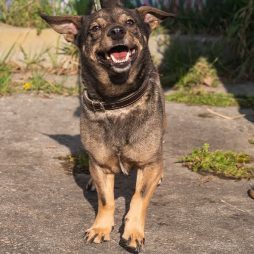 Psy ze schroniska do adopcji Rabuś