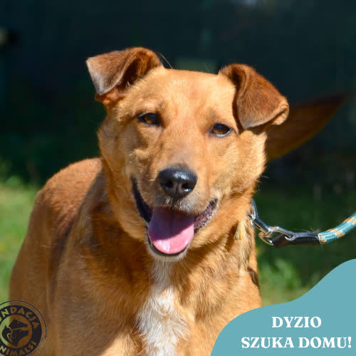 Psy ze schroniska do adopcji DYZIO