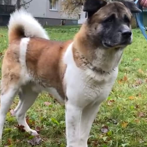 Psy ze schroniska do adopcji Borys