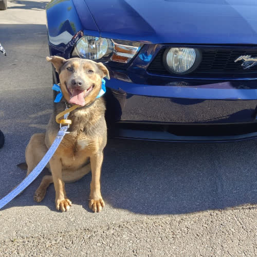 Psy ze schroniska do adopcji Tobiasz 188