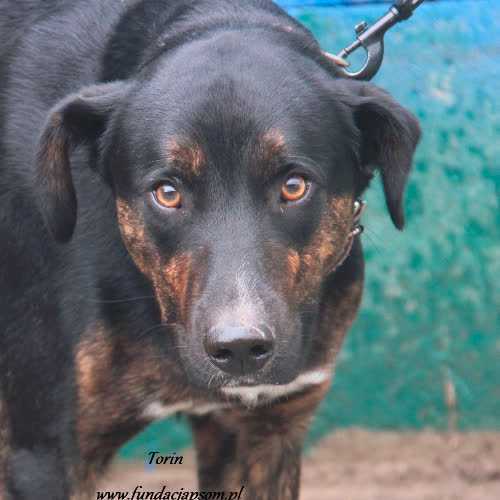 Psy ze schroniska do adopcji Torin