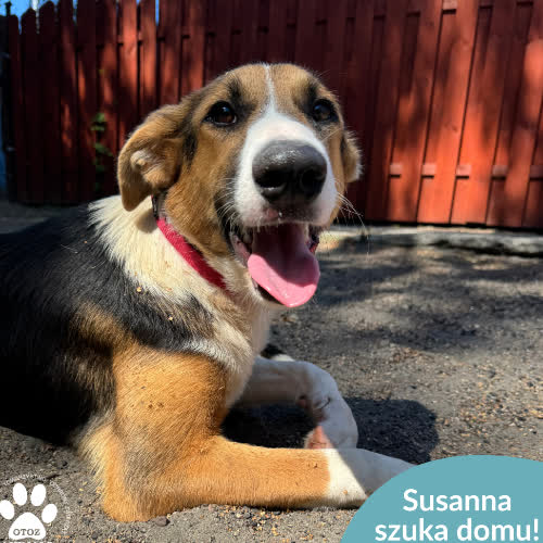 Susanna