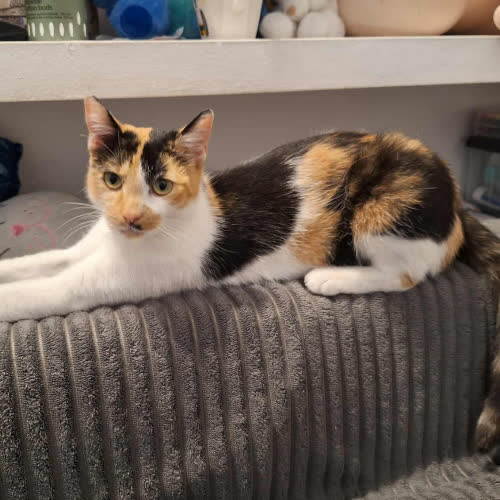 Koty ze schroniska do adopcji Bazylika