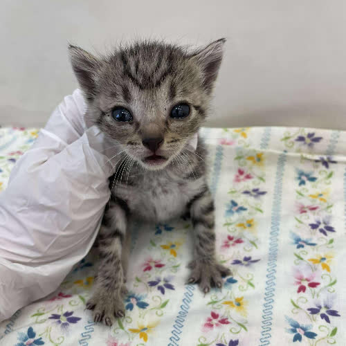 Koty ze schroniska do adopcji Mazda