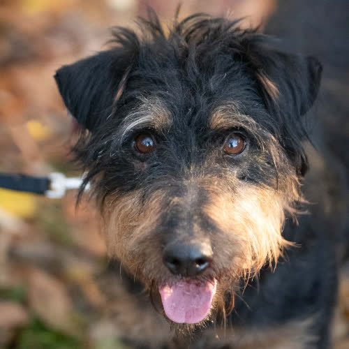 Psy ze schroniska do adopcji BARNEJ