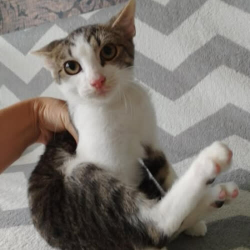 Koty ze schroniska do adopcji Ninja