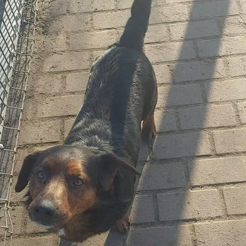 Psy ze schroniska do adopcji Gizmo 