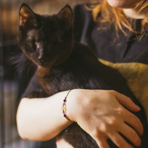 Koty ze schroniska do adopcji Sumi