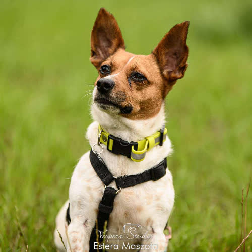 Psy ze schroniska do adopcji Kika