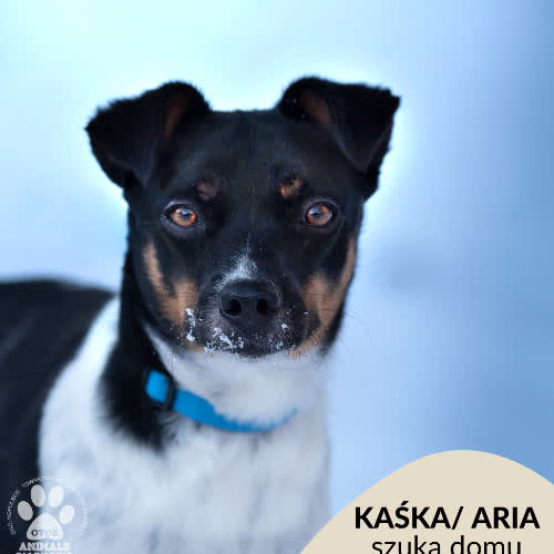 Psy ze schroniska do adopcji Kaśka