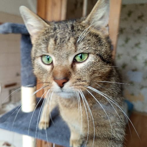 Koty ze schroniska do adopcji Chruścik