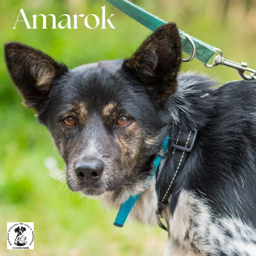 Amarok