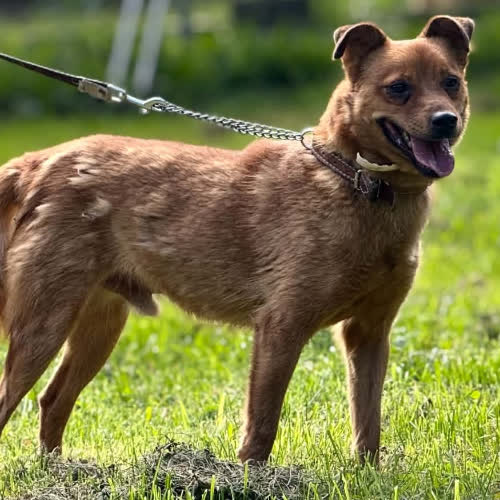 Psy ze schroniska do adopcji Włóczykij 