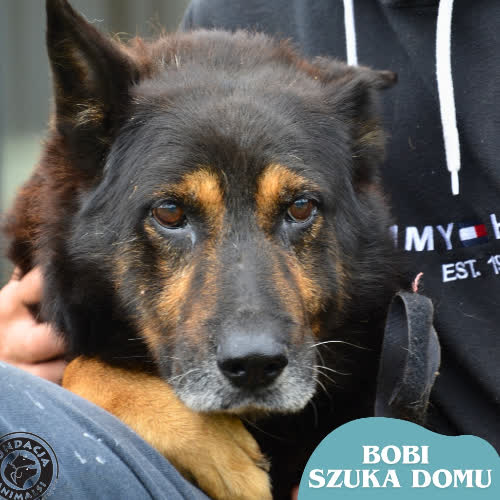 Psy ze schroniska do adopcji BOBI