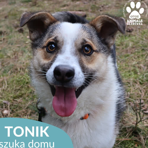 Psy ze schroniska do adopcji Tonik