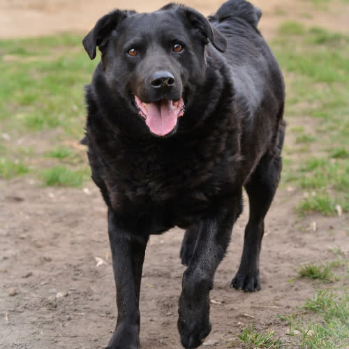 Psy ze schroniska do adopcji Piorun