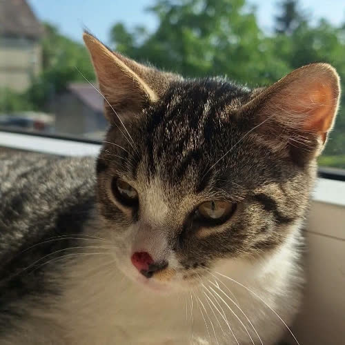 Julek