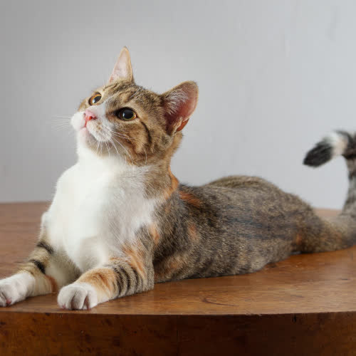 Kociak Greta grzecznościowo 