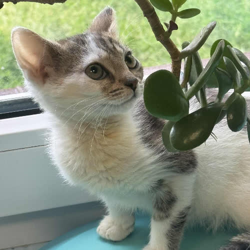 Kociak kotka wychowana na butelce