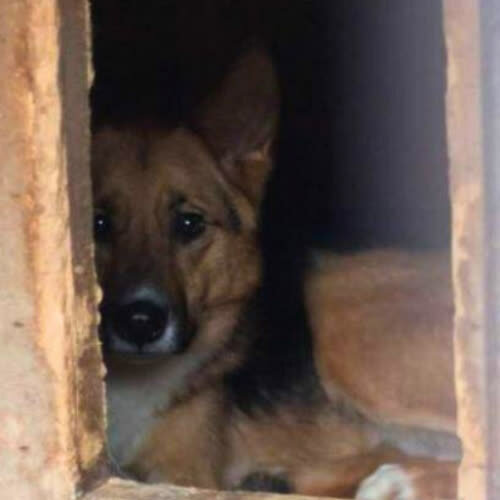 Psy ze schroniska do adopcji Atos