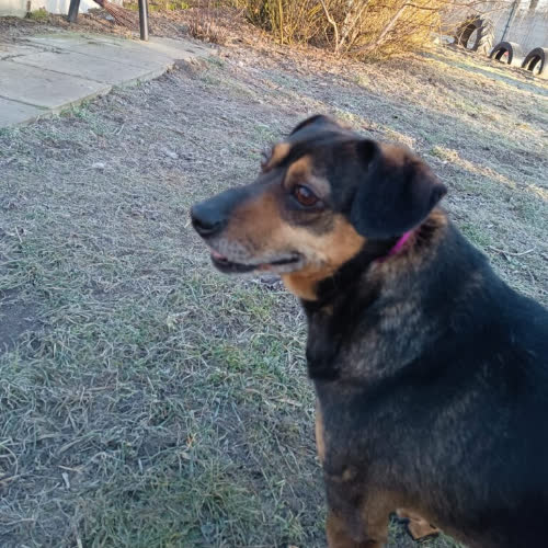 Psy ze schroniska do adopcji Fafik