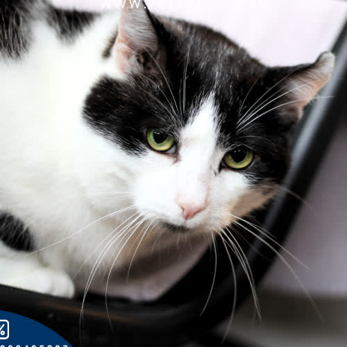 Koty ze schroniska do adopcji Szwejk