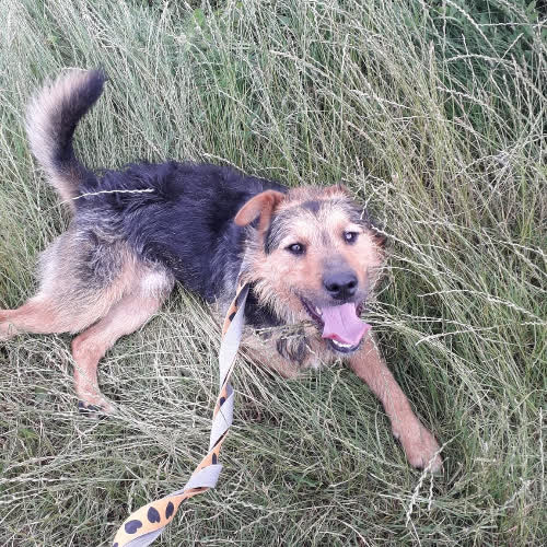 Psy ze schroniska do adopcji Primo
