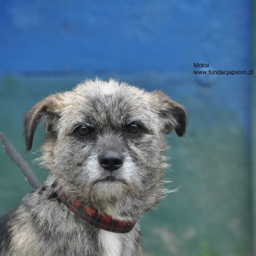 Psy ze schroniska do adopcji Moksi