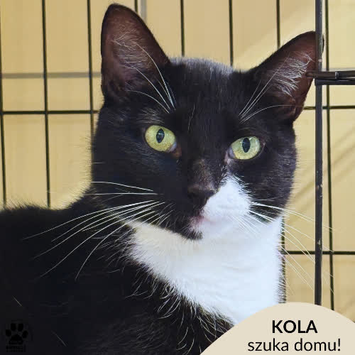Koty ze schroniska do adopcji Kola